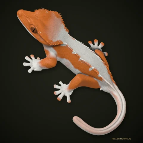 Tangerine Lilly White crested gecko