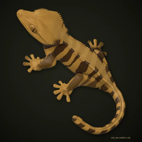 Tiger crested gecko