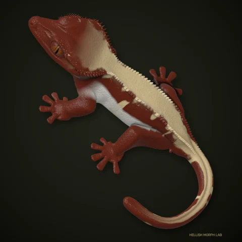 Whitewall crested gecko