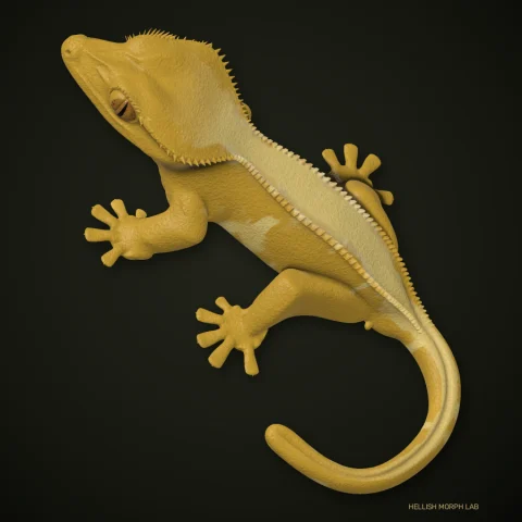 Yellow crested gecko