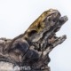Crested gecko ID 019, juvenile, side view on driftwood