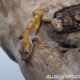 Crested gecko ID 020 head-down on driftwood, orange-yellow pattern