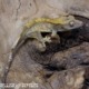 Crested gecko ID 021, juvenile, side view with yellow back