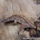 Crested gecko ID 022 side view, gold-cream lines along the crests