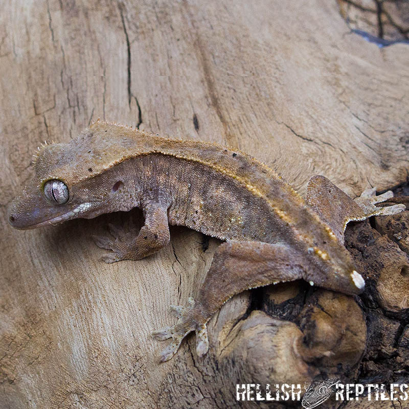 Crested gecko ID 022 side view, gold-cream lines along the crests