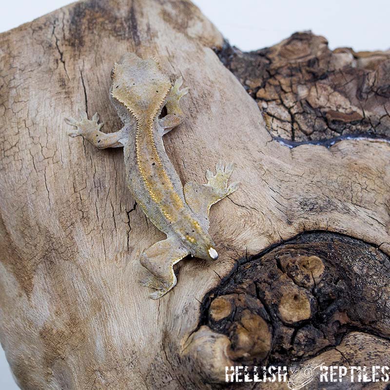 Crested gecko ID 022 from above on driftwood
