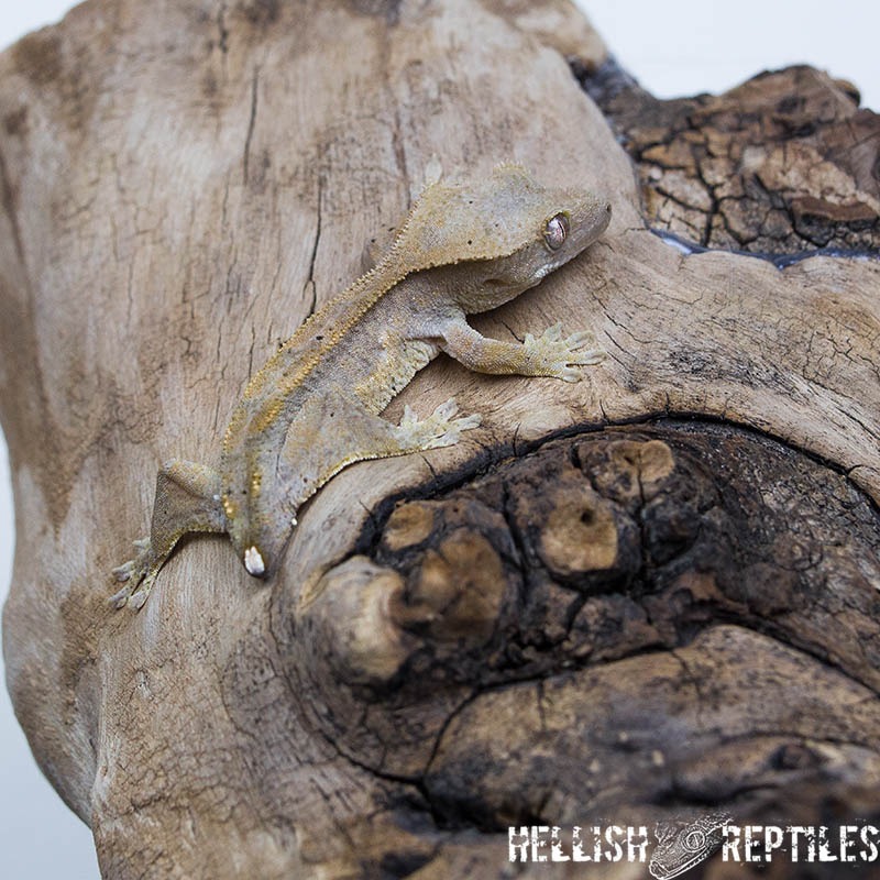 Tailless crested gecko ID 022 on driftwood, fired down