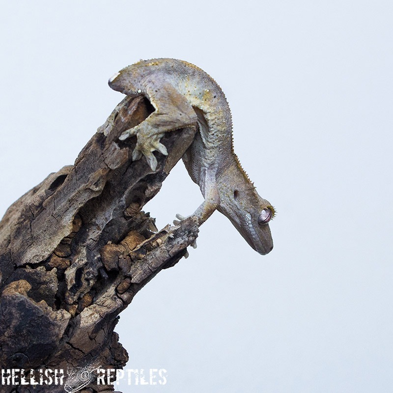 Crested gecko ID 022 head-down on a branch