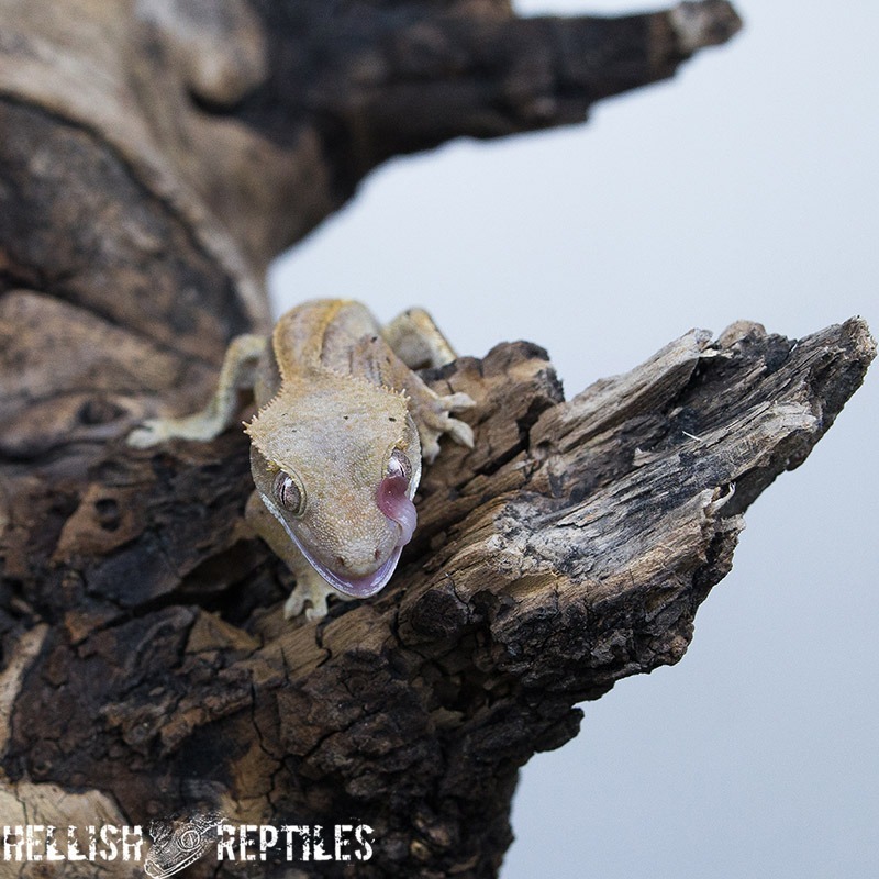 Crested gecko ID 022 face close-up
