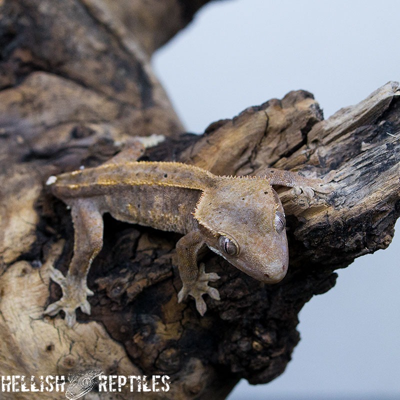 Crested gecko ID 022 resting on a branch