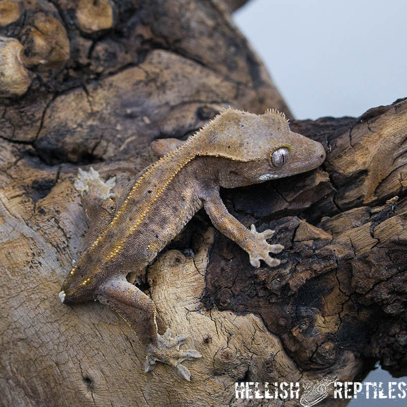 Crested gecko ID 022 side view, brown base and speckled sides