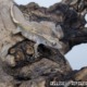 Crested gecko ID 023, juvenile, pale grey on driftwood