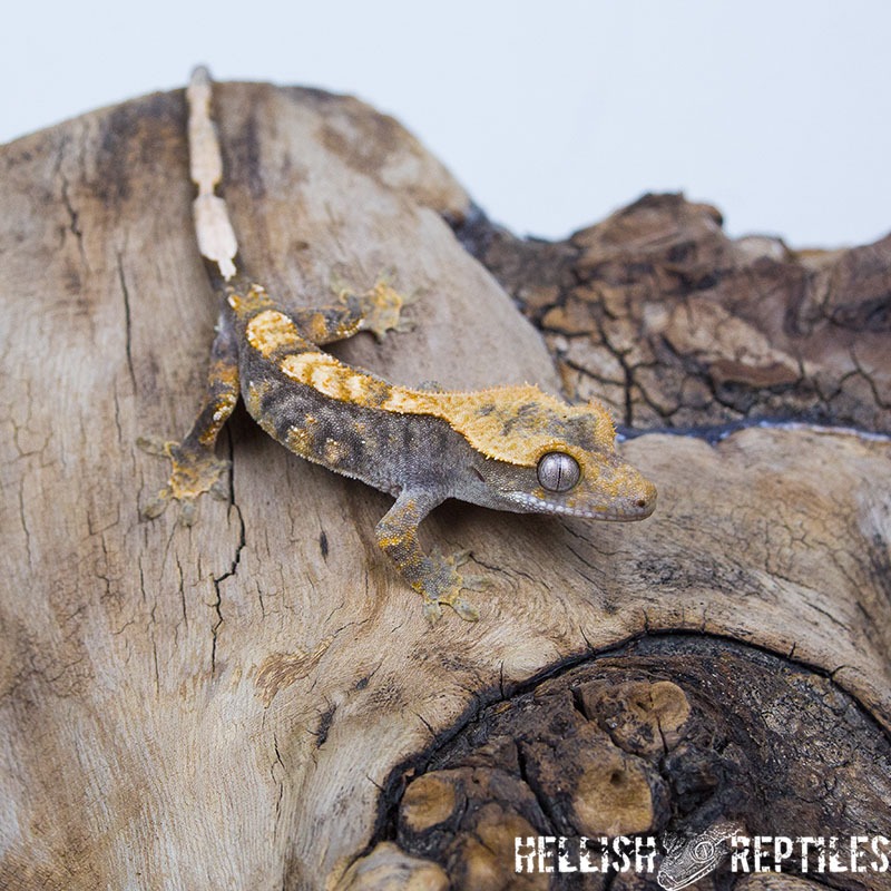 Crested gecko ID 024, juvenile, orange back on grey base