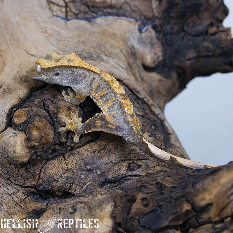 Crested gecko ID 024 climbing driftwood, barred sides