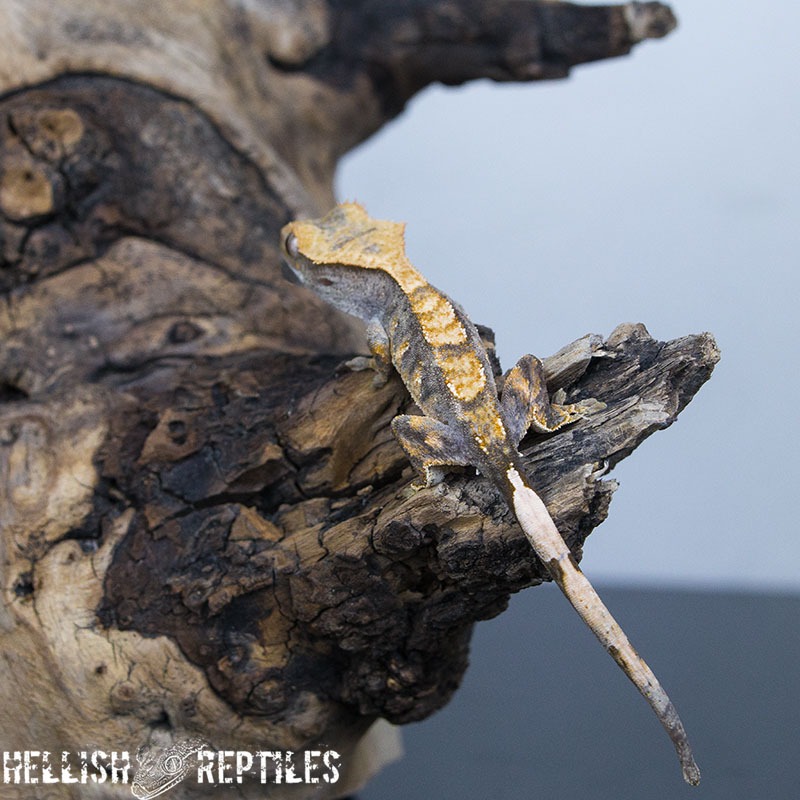 Crested gecko ID 024 on a branch, top view with intact tail