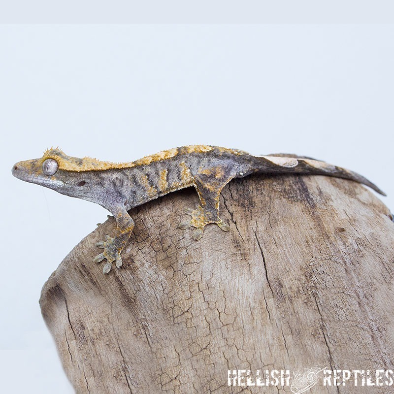 Juvenile crested gecko ID 024, side view on driftwood