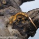 Crested gecko ID 025, juvenile, bright orange back on dark brown