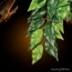 Exo Terra Ficus