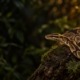 Ball python care: adult ball python resting on a mossy log