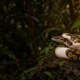 Ball python morphs: a piebald ball python with white sections and patterned patches