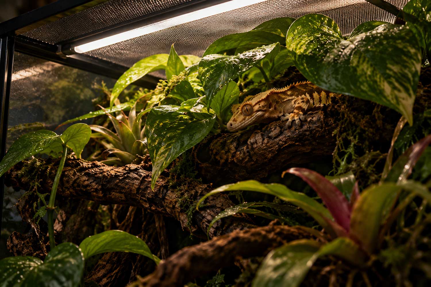 Crested gecko resting among live plants under an LED light bar in a glass terrarium