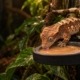 Crested gecko eating complete diet from a ledge feeding cup, part of crested gecko care