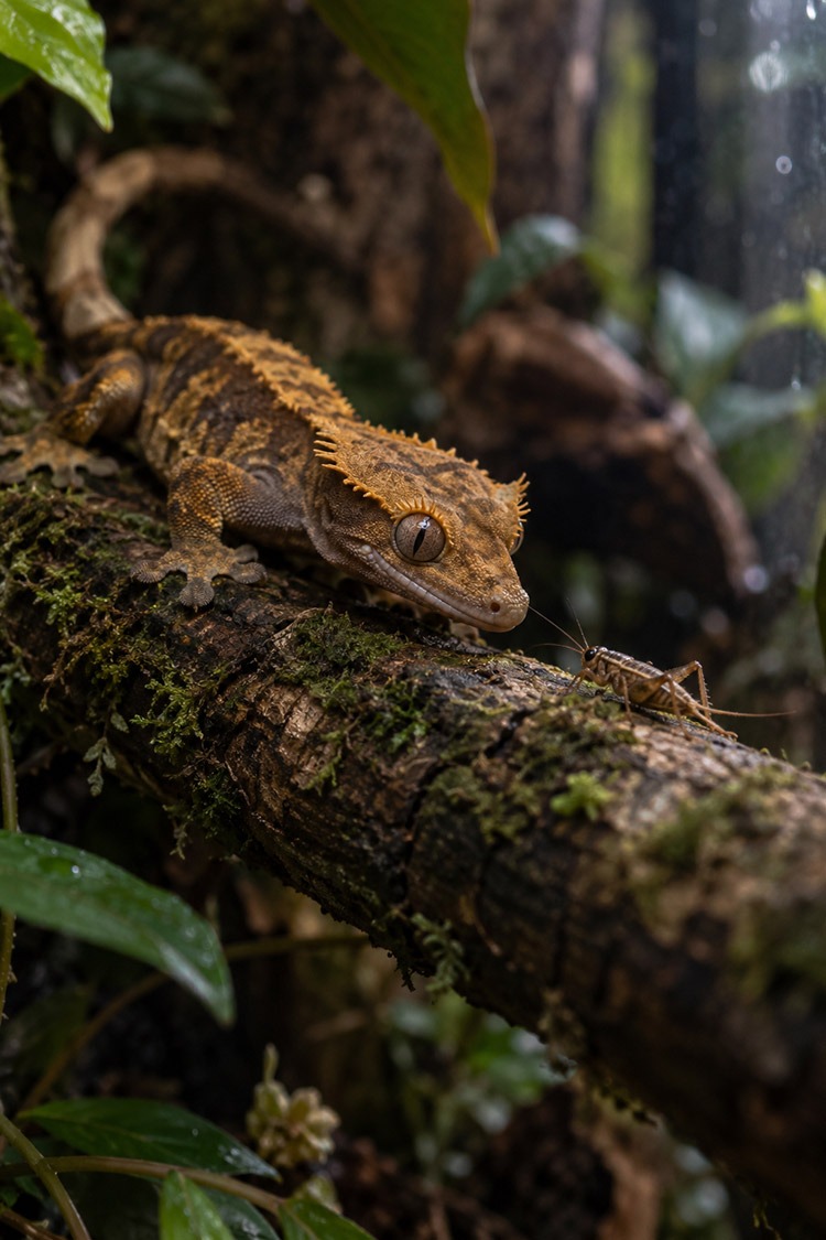 Crested gecko resting on a mossy branch in a planted enclosure