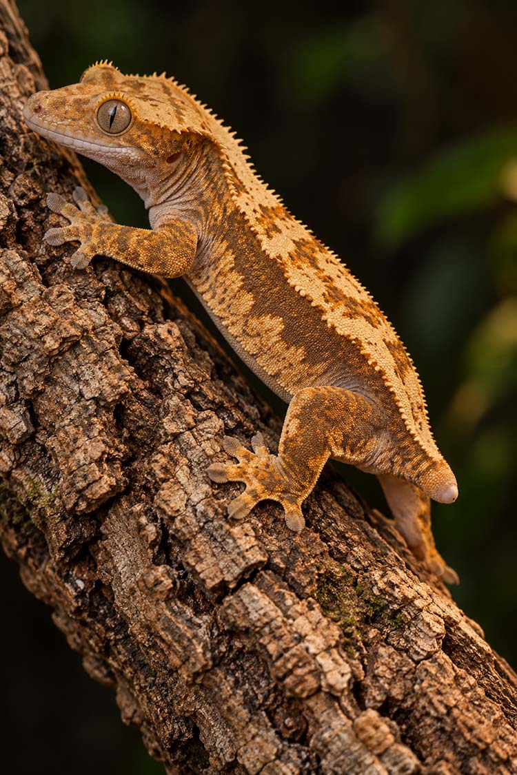 Crested gecko climbing a cork bark branch