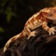 Crested gecko morphs: extreme harlequin crested gecko on dark driftwood