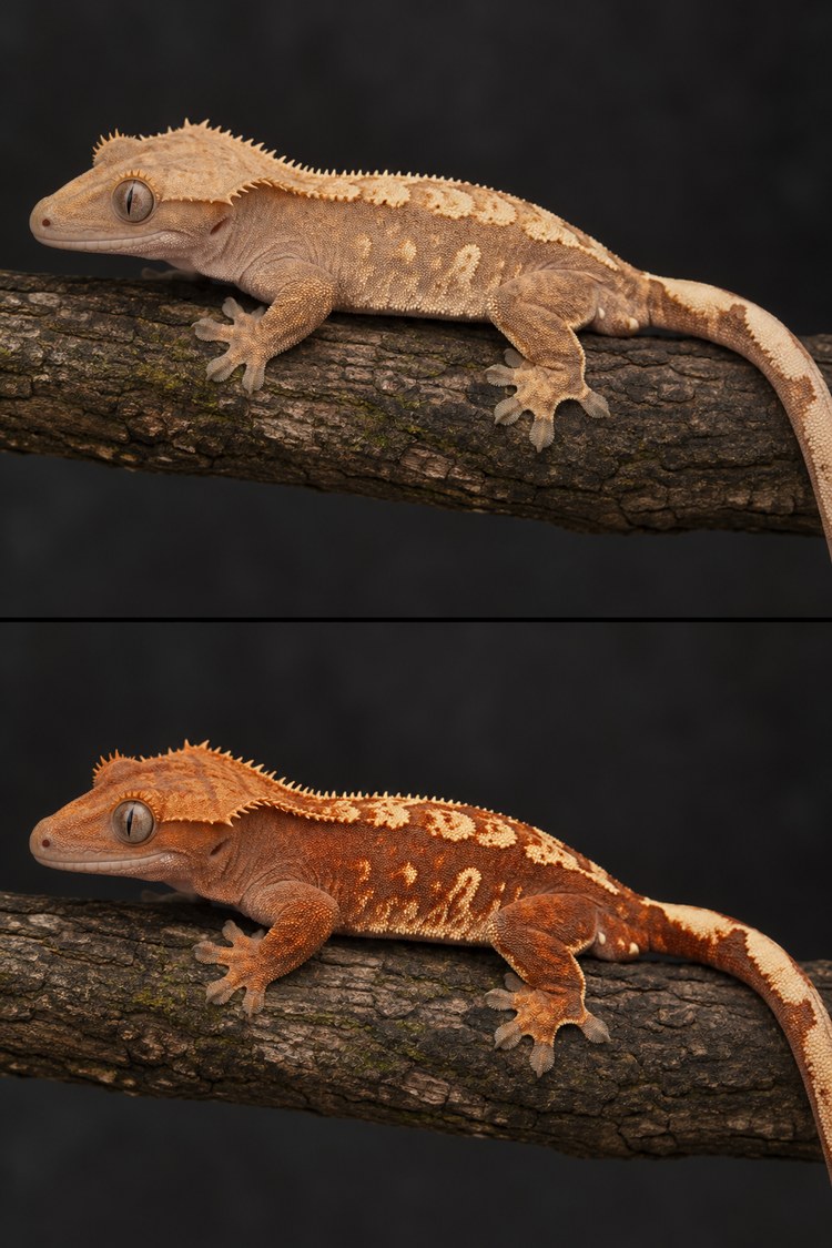 The same crested gecko fired down and fired up, showing how phenotype can change