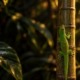 Day gecko care: Madagascar giant day gecko climbing bamboo