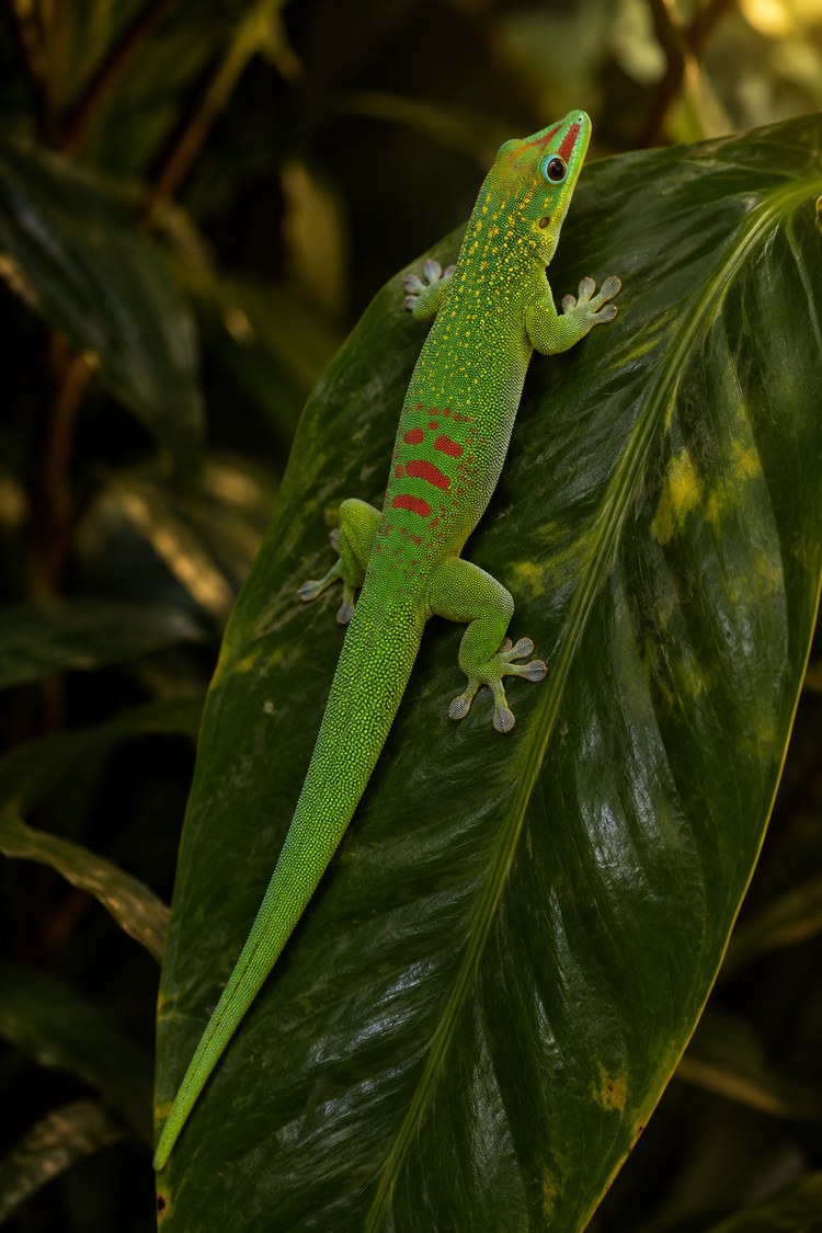 Gold dust Phelsuma laticauda resting on a tropical leaf