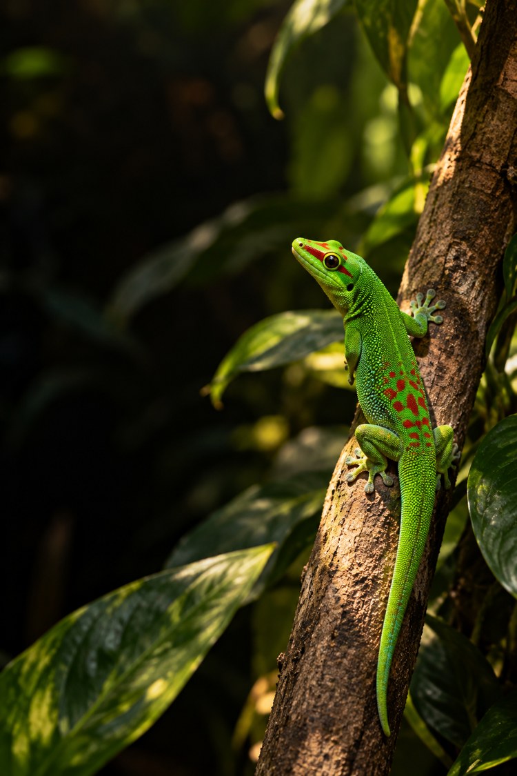 Giant day gecko basking in morning sunlight