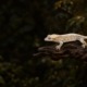 Pale cream Lilly White crested gecko with soft, low-contrast colors on a driftwood branch