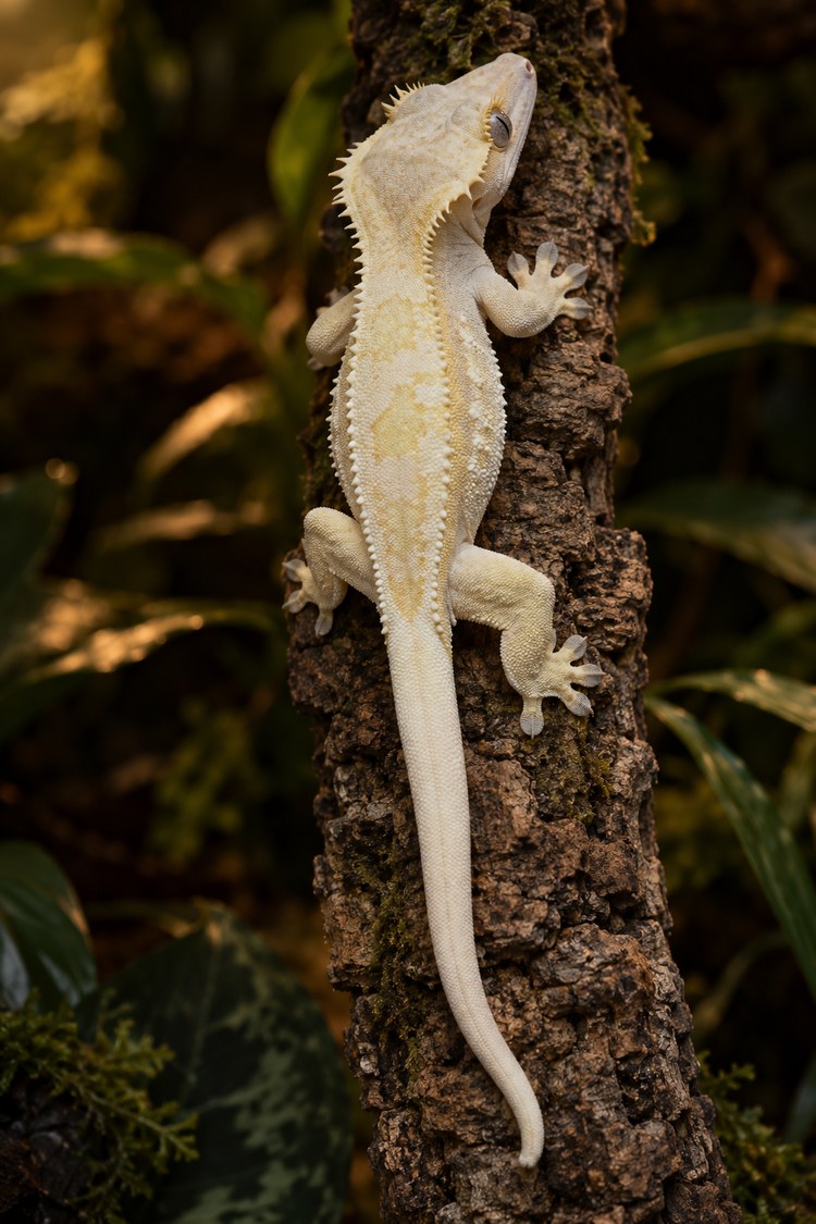 Pale yellow Lilly White crested gecko climbing a cork branch