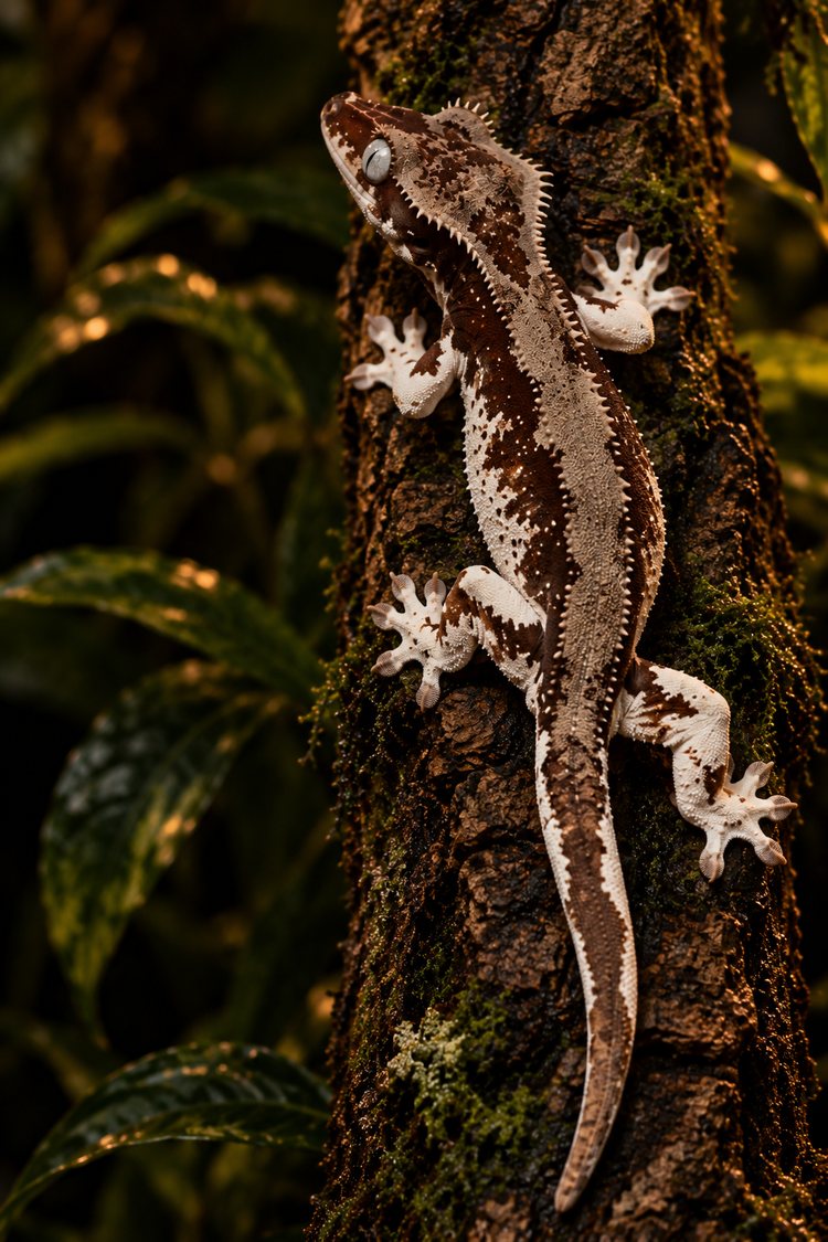 Phantom Lilly White crested gecko with a dark, muted back