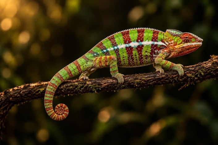 Panther chameleon care guide: adult Ambilobe male panther chameleon walking along a branch in a planted vivarium