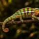 Panther chameleon care guide: adult Ambilobe male panther chameleon walking along a branch in a planted vivarium