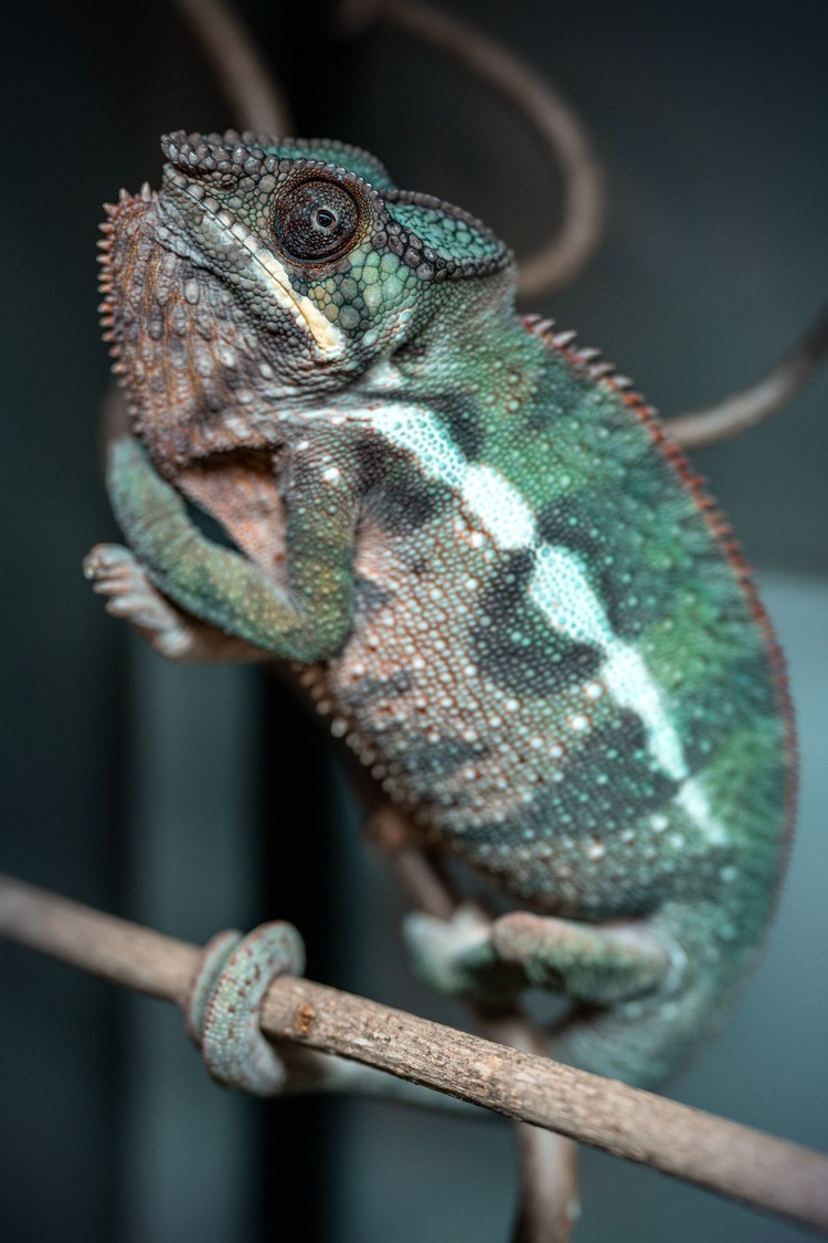 Adult panther chameleon resting on a thin branch
