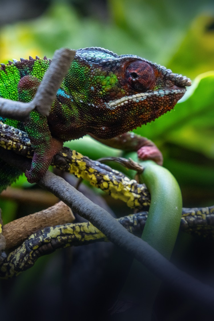Furcifer pardalis male among wet vines in a humid planted enclosure