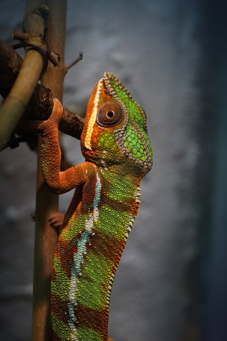 Furcifer pardalis male climbing a vertical branch