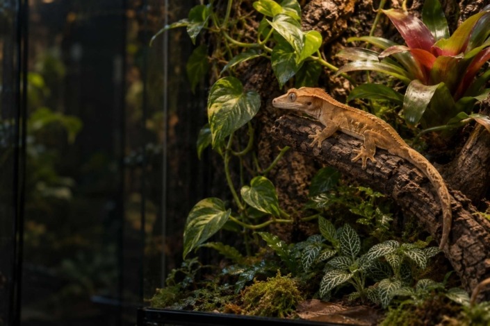 Best plants for reptile terrariums: crested gecko among pothos, bromeliad and Fittonia