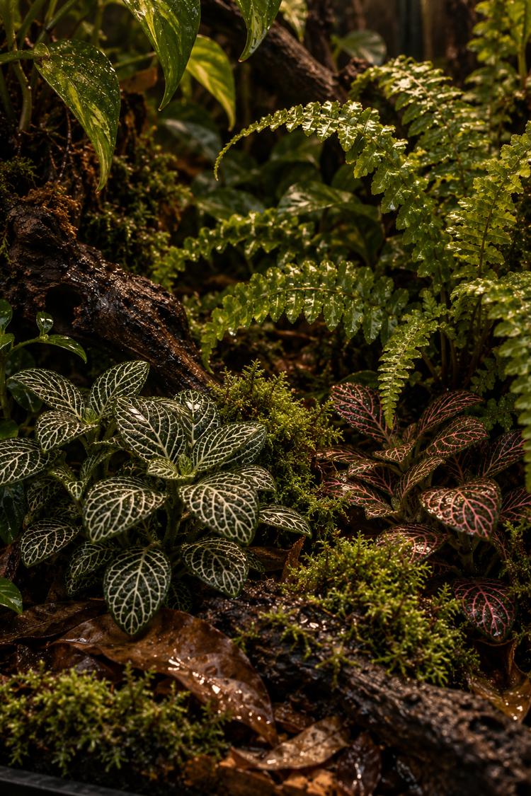 Fittonia, Boston fern and moss as ground cover plants in reptile terrariums