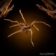 Lugarti spider wood